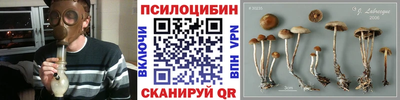 Купить где Вытегра Псилоцибиновые грибы Psilocybe